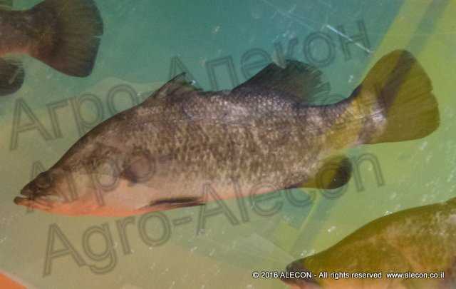 Рыба баррамунди: характеристики, кормление, разведение и полная информация