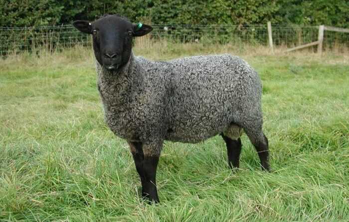 Овцы Latxa: характеристики, происхождение, использование и информация о породе
