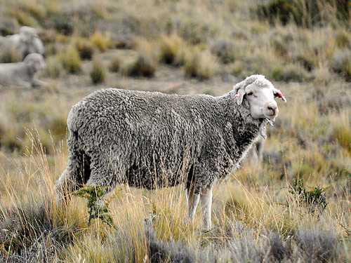 Овцы Санта-Крус: характеристики, происхождение, использование и информация о породе
