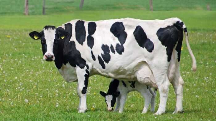 Китайская черно-пестрая корова: характеристики и информация о породе