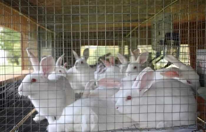 Кролиководство в Индии: руководство по прибыльному бизнесу для начинающих