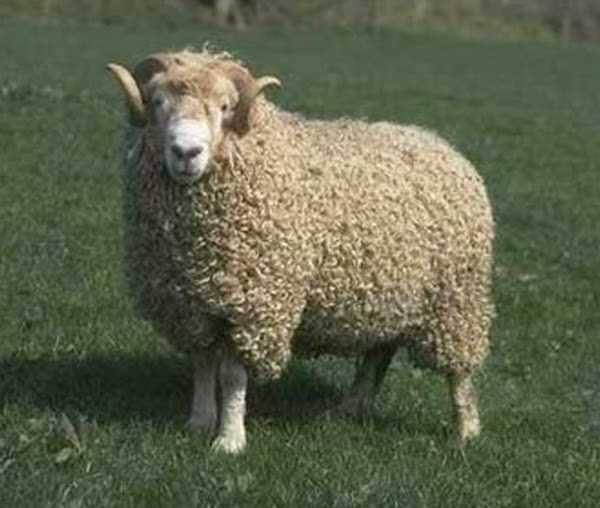 Whiteface Dartmoor Sheep: характеристики и информация о породе