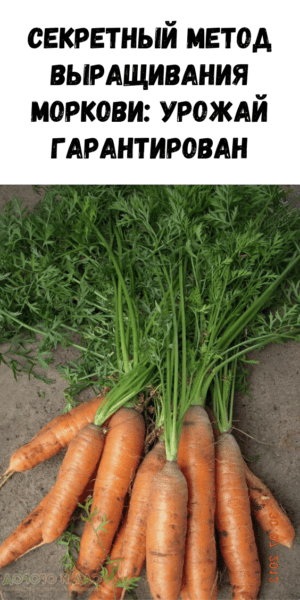 Выращивание моркови: органическое выращивание моркови в домашнем саду