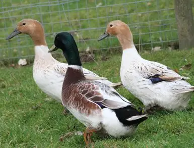 Abacot Ranger Duck Farming: бизнес-план для начинающих