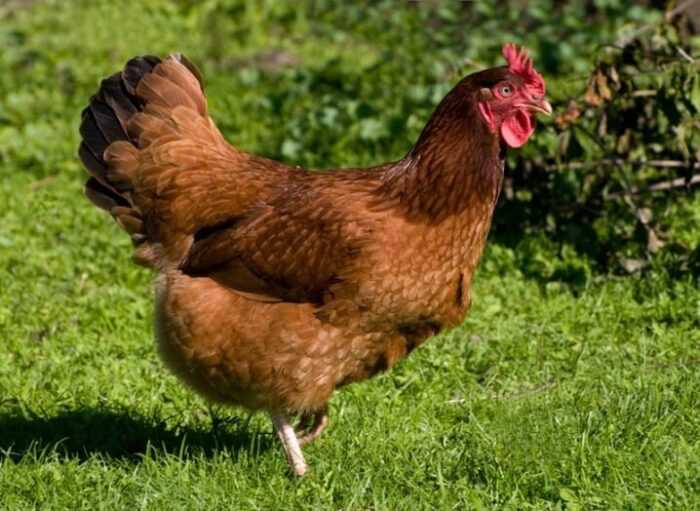 Белая курица из Род-Айленда: характеристики и информация о породе