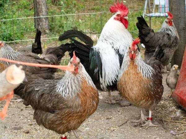 Цыпленок доркинг: характеристики, темперамент и информация о породе