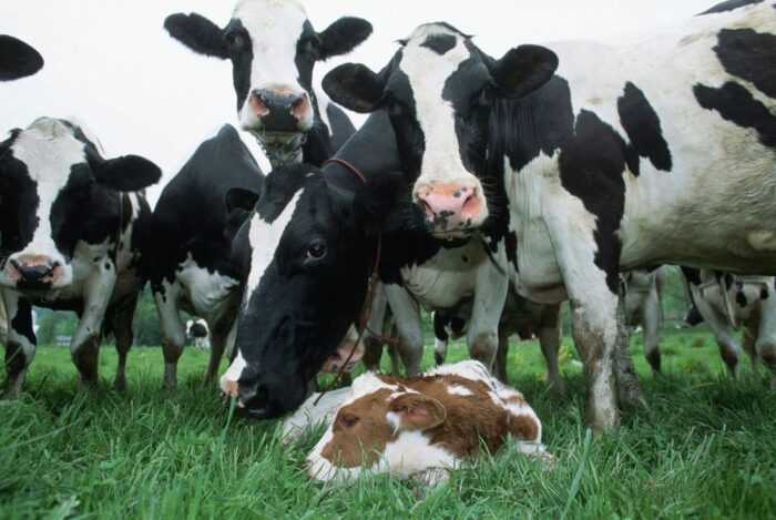 Крупный рогатый скот рингамала: характеристики, использование и информация о полной породе