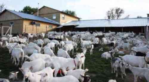 Выращивание красных коз в Калахари: стартовый бизнес-план для начинающих