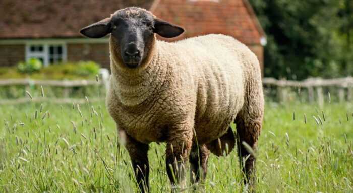 Британская молочная овца: характеристики, использование и информация о породе