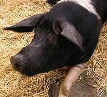 Уэссексская седлохвостая свинья: характеристики и информация о породе