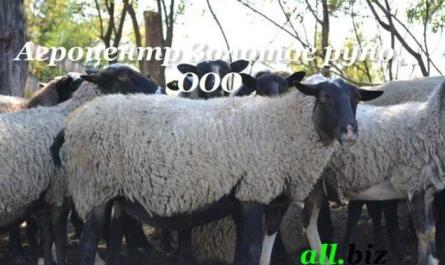 Овцы Ридо Аркотт: характеристики и информация о породе
