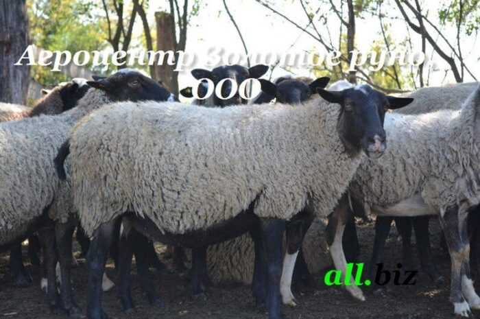 Овцы Ридо Аркотт: характеристики и информация о породе