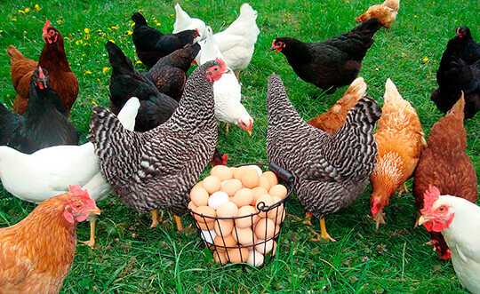 Куриное хозяйство Penedesenca: стартовый бизнес-план для начинающих