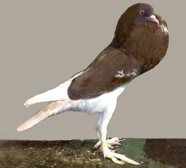 Английский Pouter Pigeon: Характеристики, использование и информация о породе