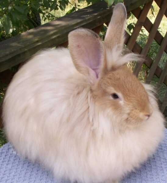 Сиреневый кролик: характеристики, происхождение, использование и информация о полной породе