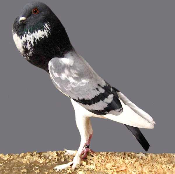 Pigmy Pouter Pigeon: Характеристики, использование и информация о породе