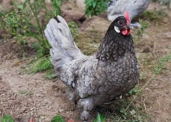 Андалузская курица: характеристики, темперамент и информация о породе