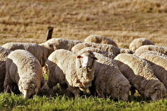 Овцы Delaine Merino: характеристики, использование и информация о породе