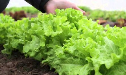 Выращивание кукурузного салата: как вырастить кукурузный салат в домашнем саду