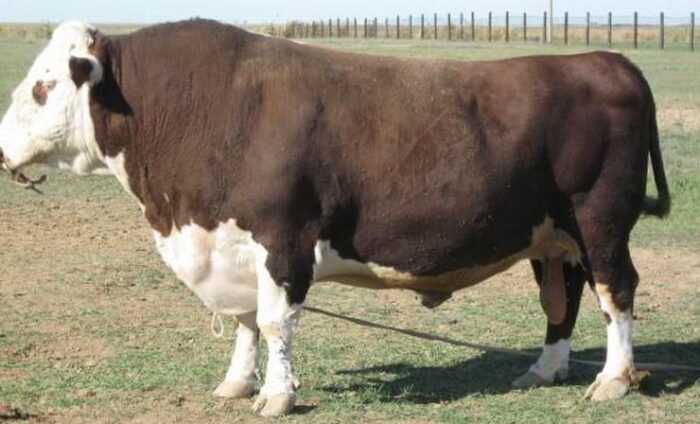 Белмонтский красный рогатый скот: характеристики и информация о породе