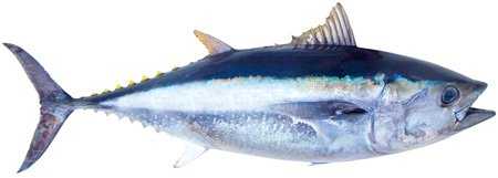 Рыба альбакор: характеристики, диета, разведение и использование