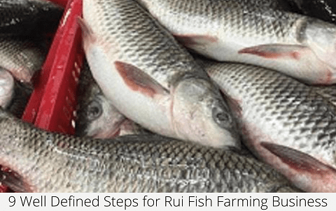 Rui Fish Farming: стартовый бизнес-план для начинающих