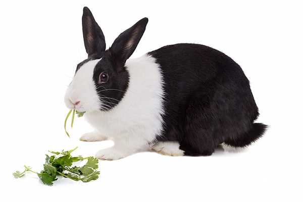 Голландский кролик: характеристики, происхождение, использование и информация о полной породе