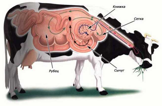 Крупный рогатый скот Астурийской долины: характеристики и информация о породе