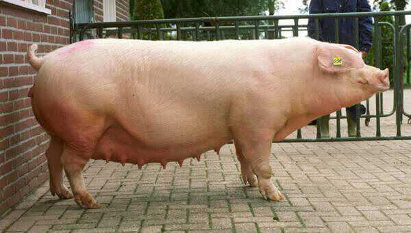 Итальянская свинья ландрас: характеристики и информация о породе