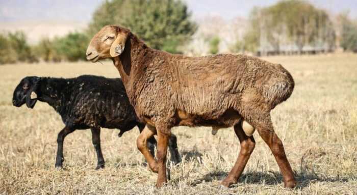 Овцы Meatmaster: характеристики, использование и информация о породе