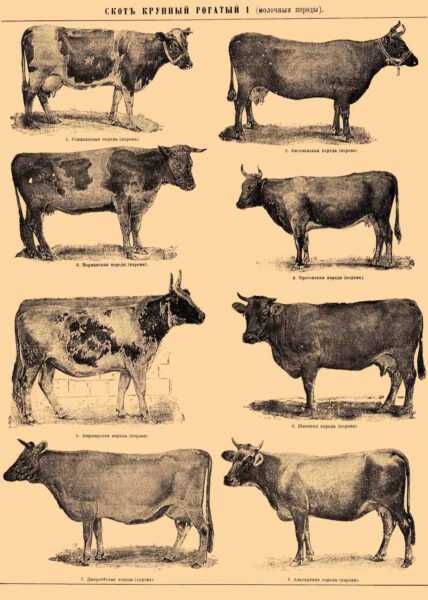 Крупный рогатый скот малнад-гидда: характеристики и информация о полной породе