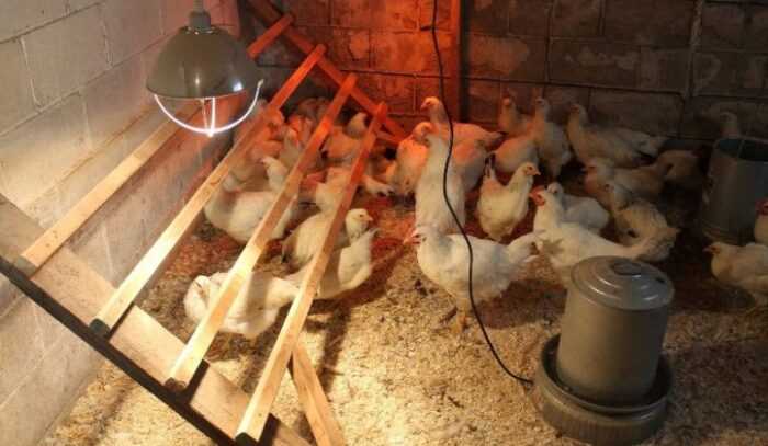 Освещение для кур-несушек: эффекты света для производства яиц