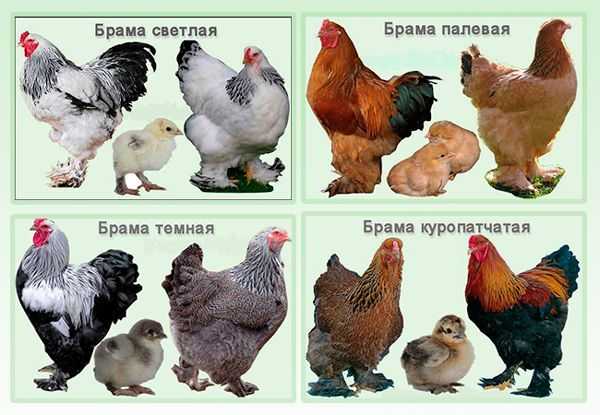 Цыпленок фризл: характеристики, темперамент и информация о породе