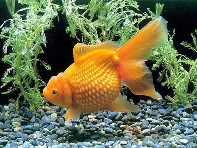Жемчужная золотая рыбка: характеристики, диета, разведение и применение