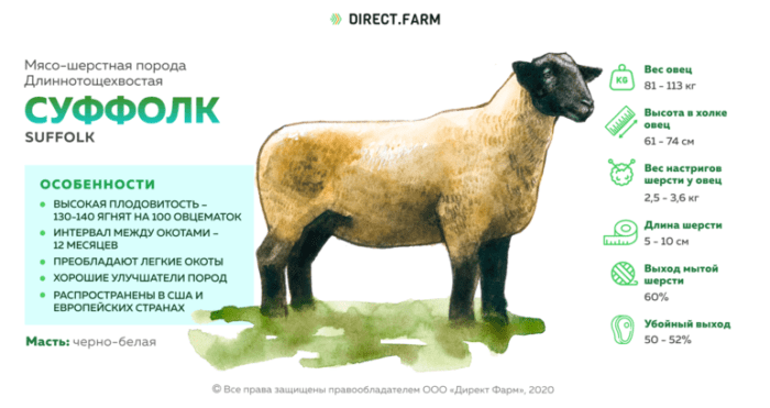 Белая суффолкская овца: характеристики, использование и информация о породе