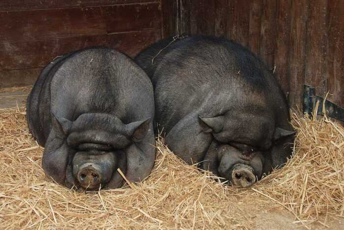 Британская седловатая свинья: характеристики и информация о породе