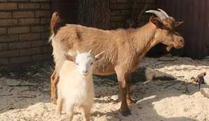 Западноафриканская карликовая коза: характеристики, использование и информация о полной породе