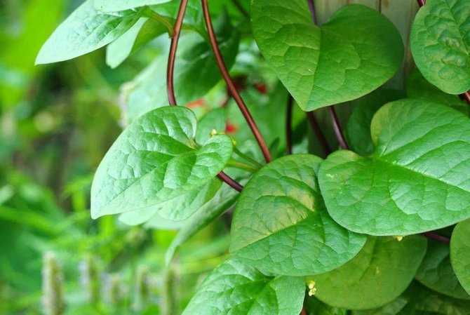 Выращивание малабарского шпината: выращивание малабарского шпината для начинающих