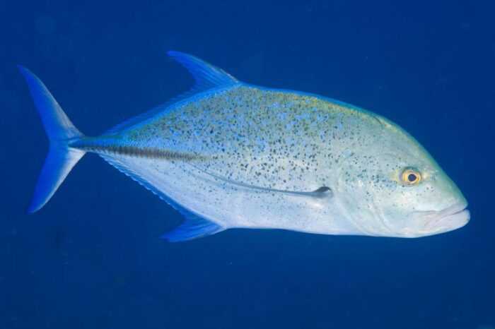 Круглая рыба сардинелла: характеристики, диета, разведение и использование