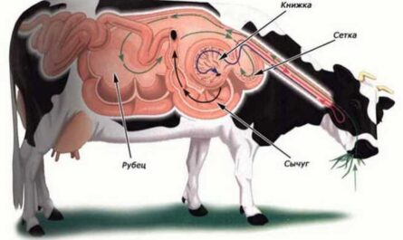 Крупный рогатый скот фьялла: характеристики, использование и информация о породе