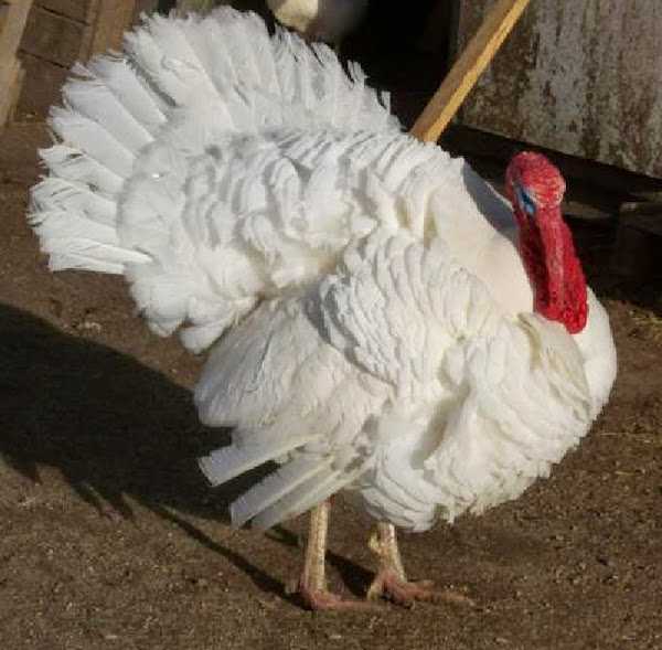 White Holland Turkey Farming: стартовый бизнес-план для начинающих