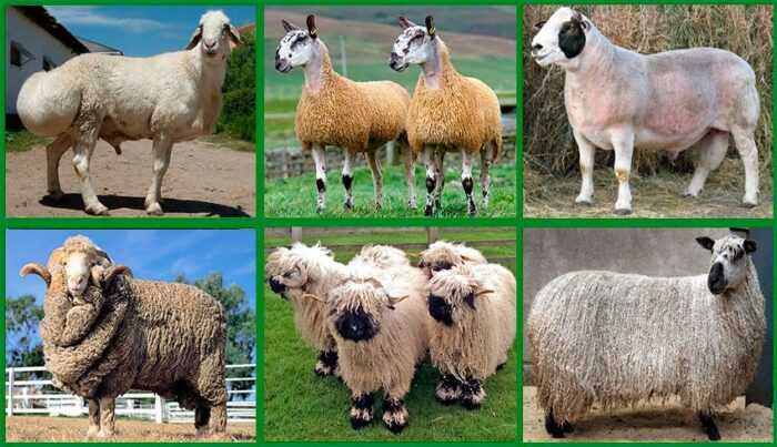 Овцы Хердвика: характеристики, происхождение, использование и информация о породе