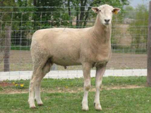Овцы Montadale: характеристики, использование и информация о породе