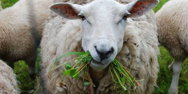 Корм для овец: чем кормить овец для повышения продуктивности