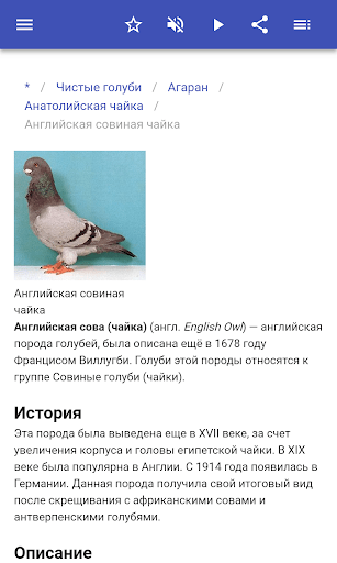 Древний неувядающий голубь: характеристики, использование и информация о породе