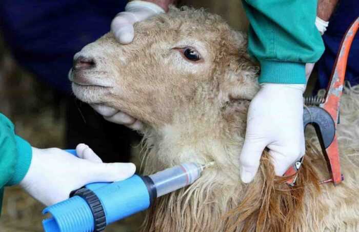 График вакцинации овец: когда и как вакцинировать овец
