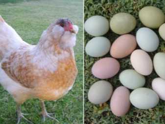 Куры, несущие цветные яйца: куриные породы откладывают разноцветные яйца