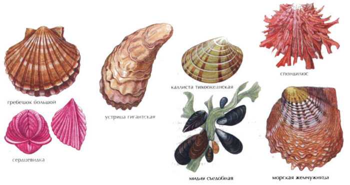 Китайский моллюск-бритва: характеристика, кормление и разведение