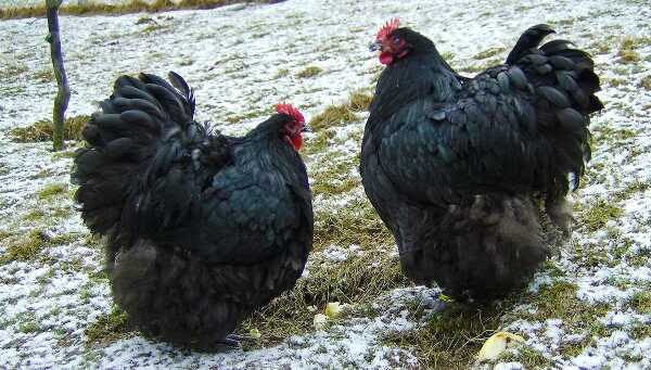 Цыпленок орпингтон: характеристики, темперамент и информация о породе