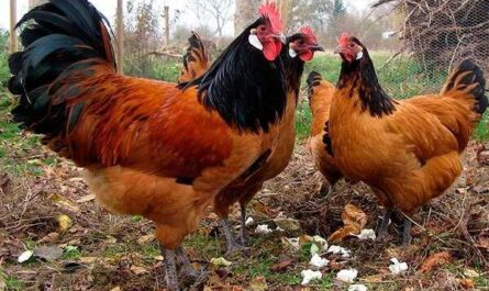 Цыпленок форверк: характеристики, темперамент и информация о породе